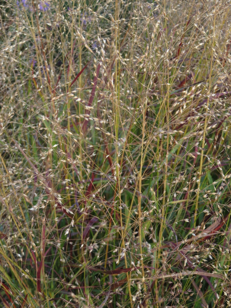 Close-up or at a distance – the grasses are the stars of the show.