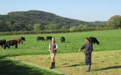 Techno-grazing UK style