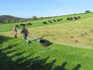 Moving the water trough to the next two days grazing