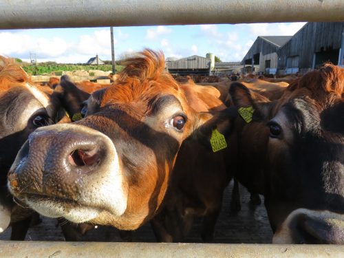talking grass Beautiful Jersey cows make clotted cream