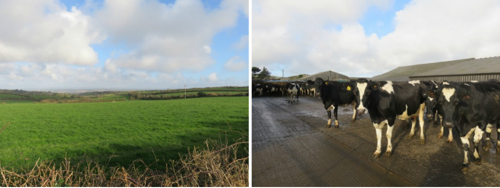 talking grass Paul Richards field and cows