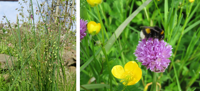 Wildflowers welcome!