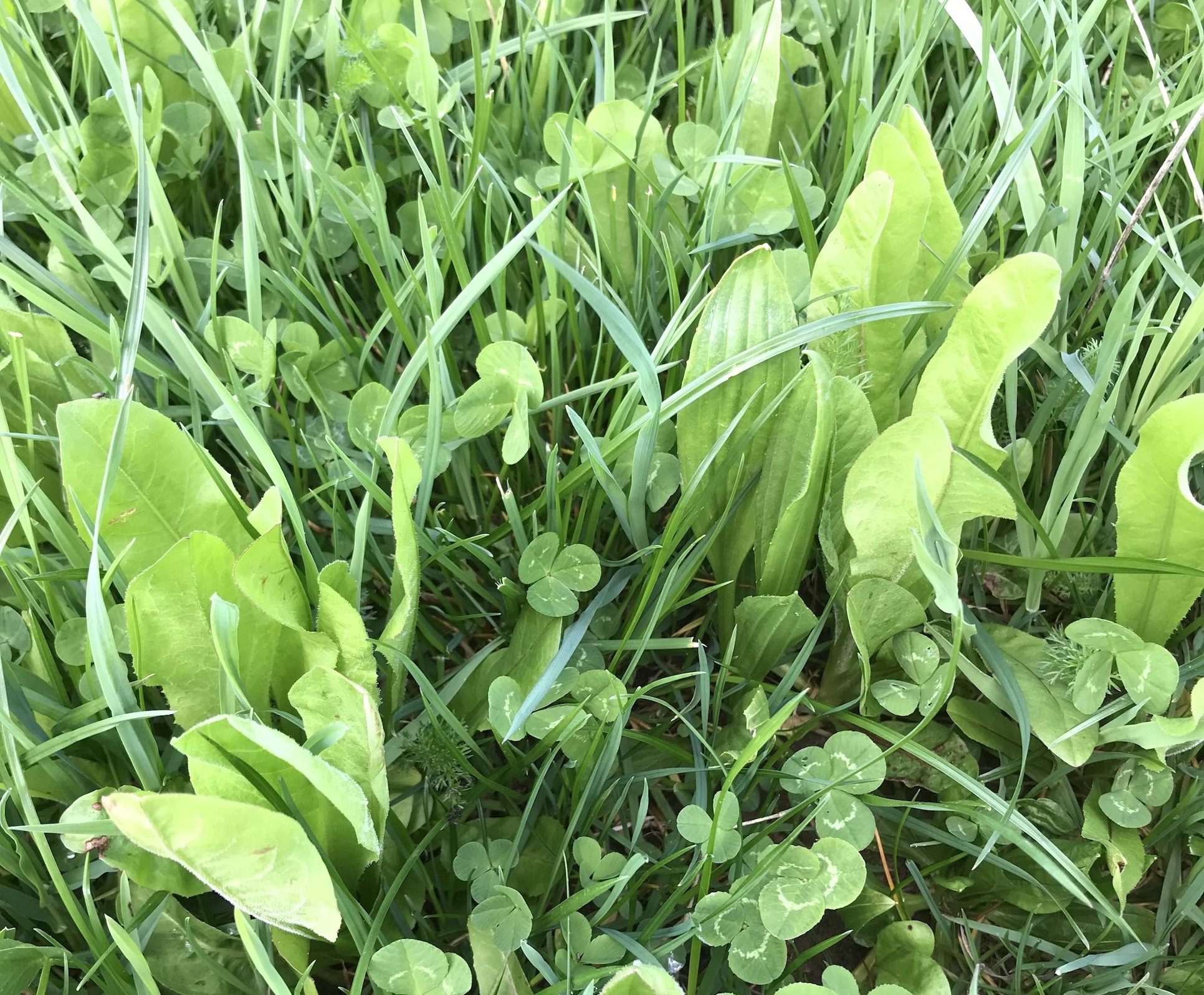 Grass and pasture drive regenerative farming practices talking grass