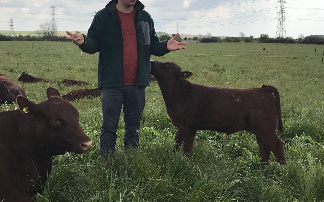 The future of farming involves cattle (amongst other things!)