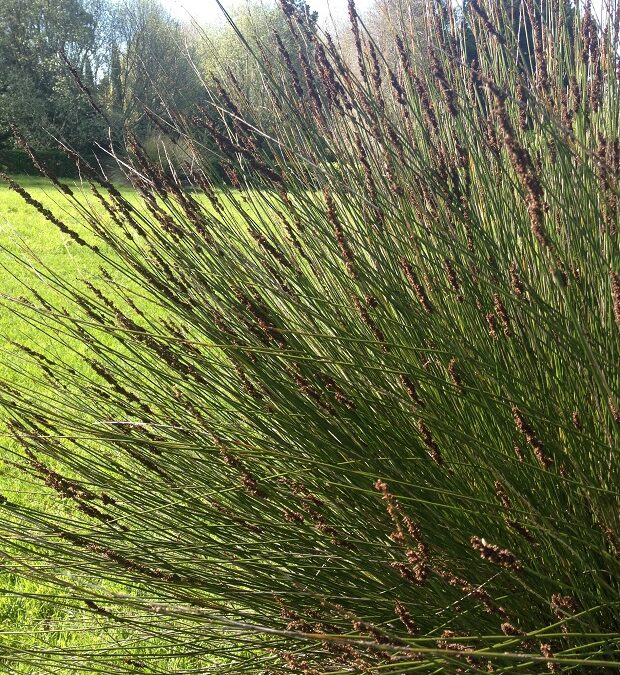 9 Chondropetalum tectorum at Ayrlies