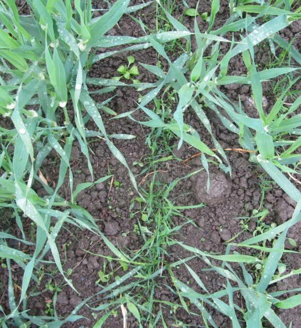 Perennial ryegrass overseeded Finland