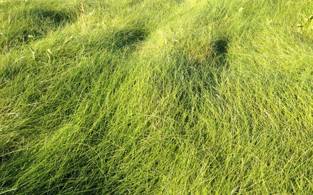 Trethias Island grass